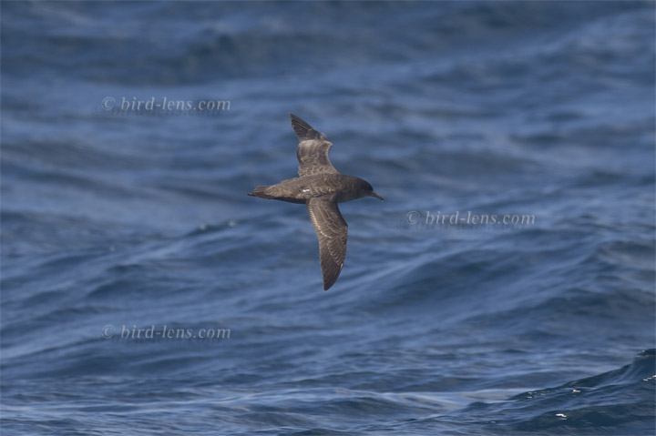 Dunkler Sturmtaucher